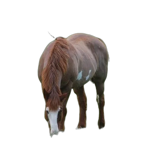 animal, hair, creature, staff transparent PNG cut-out