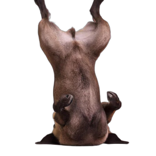 animal, creature, staff, face transparent PNG cut-out