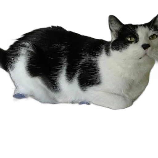 animal, creature, staff, hat transparent PNG cut-out