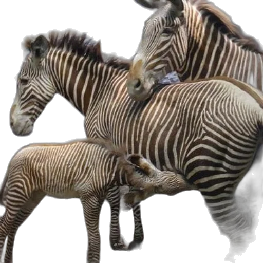 animal, creature, jewelry, 3d render transparent PNG cut-out