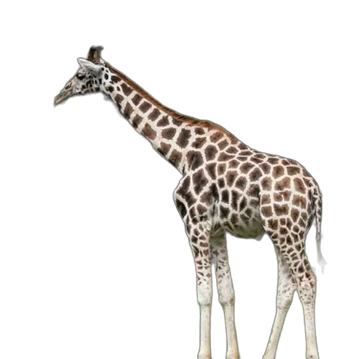 animal, creature, staff, weapon transparent PNG cut-out