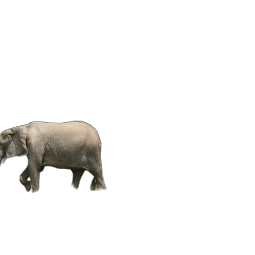 animal, creature, weapon, car transparent PNG cut-out