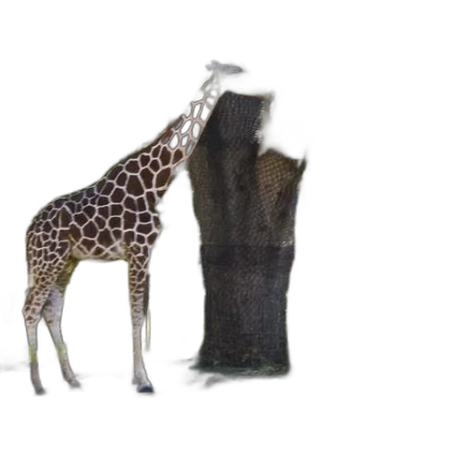 animal, dress, creature, shoes transparent PNG cut-out