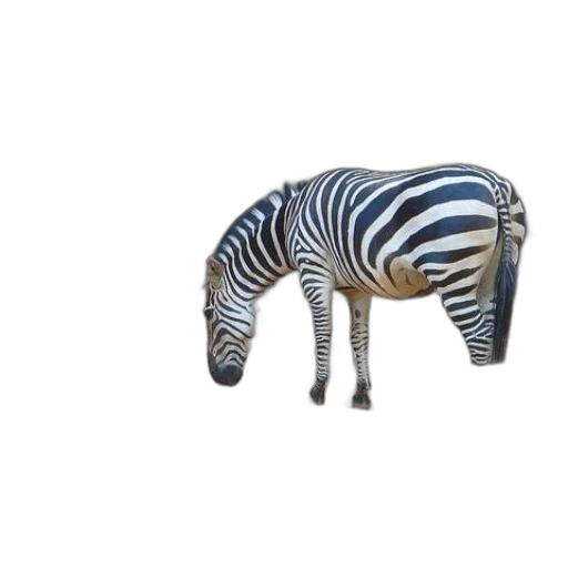 animal, creature, hat, furniture transparent PNG cut-out