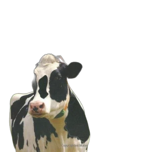 animal, food, face, robot transparent PNG cut-out