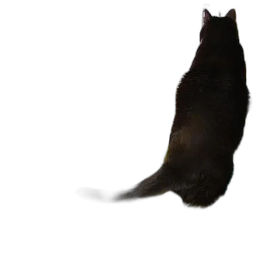 animal, creature, staff, hair transparent PNG cut-out