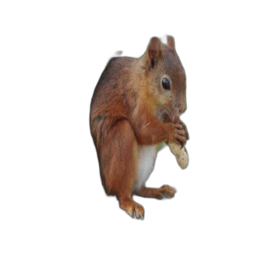 animal, creature, staff, food transparent PNG cut-out