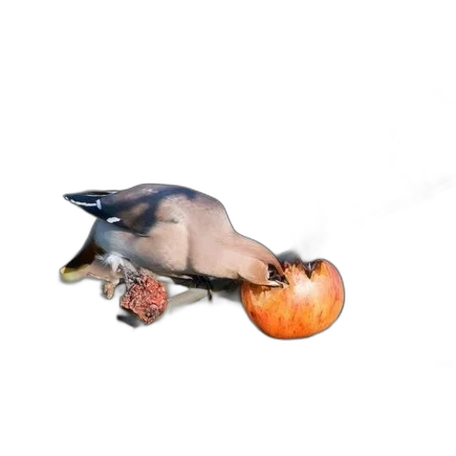 animal, food, creature, dragon transparent PNG cut-out