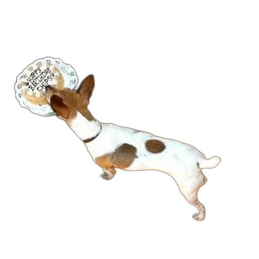 jewelry, staff, umbrella, crown transparent PNG cut-out