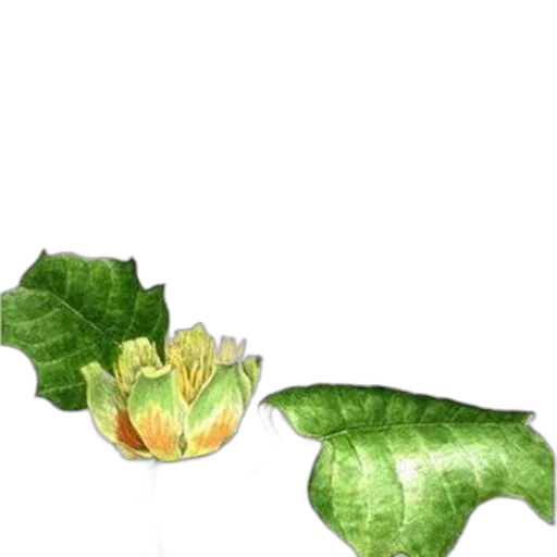 flower, crown, food, dragon transparent PNG cut-out