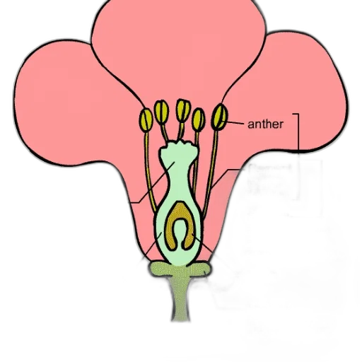 flower, crown, staff, jewelry transparent PNG cut-out