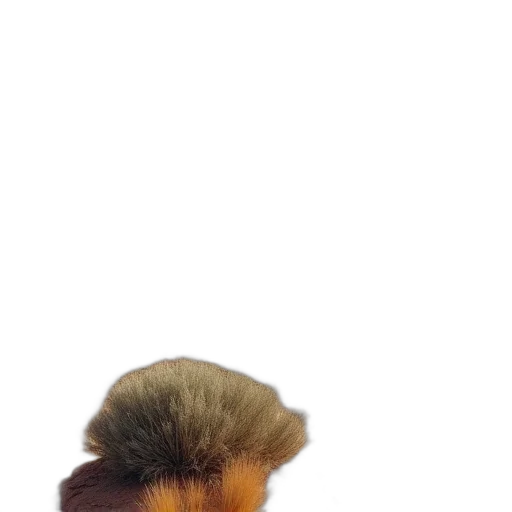 hair, hat, animal, creature transparent PNG cut-out