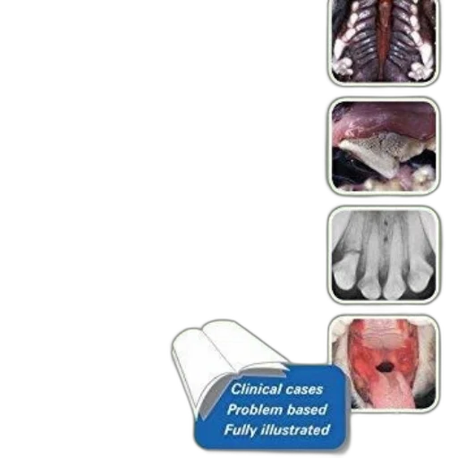 jewelry, veterinary, dentistry, book transparent PNG cut-out