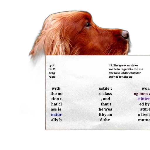 animal, hair, dog, collar transparent PNG cut-out