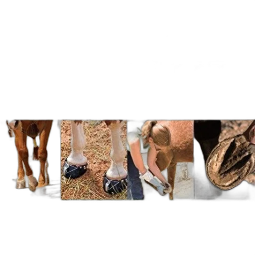 animal, shoes, jewelry, staff transparent PNG cut-out
