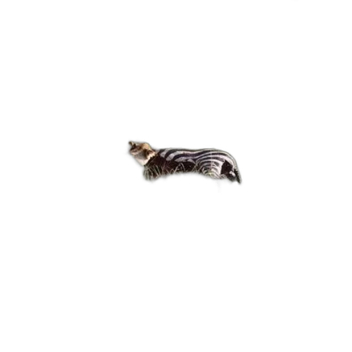 animal, hair, creature, jewelry transparent PNG cut-out