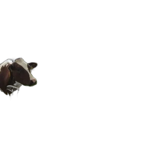 animal, creature, dragon, food transparent PNG cut-out