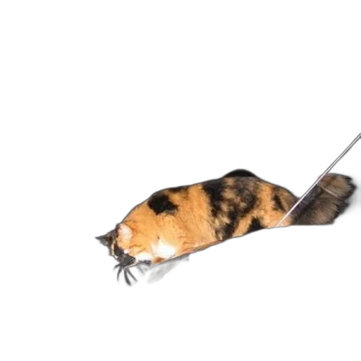 animal, staff, creature, weapon transparent PNG cut-out