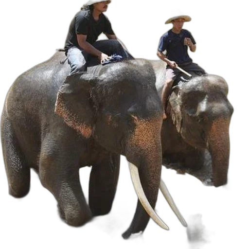 animal, staff, hat, concept art transparent PNG cut-out
