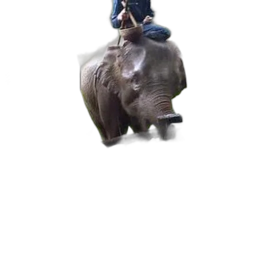 animal, creature, staff, hat transparent PNG cut-out