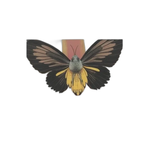 crown, jewelry, flower, animal transparent PNG cut-out