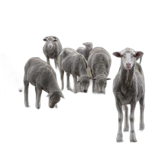 animal, staff, photorealistic, concept art transparent PNG cut-out