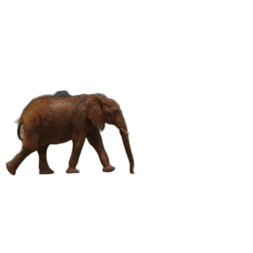 animal, creature, hat, weapon transparent PNG cut-out