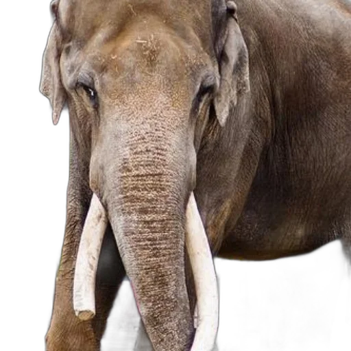 animal, creature, staff, face transparent PNG cut-out
