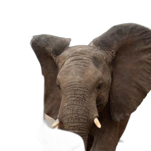 animal, creature, staff, weapon transparent PNG cut-out