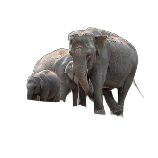 animal, creature, concept art, 3d render transparent PNG cut-out