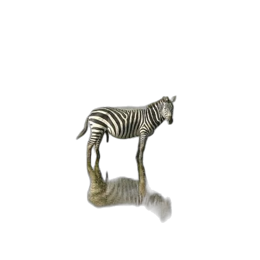 jewelry, animal, furniture, creature transparent PNG cut-out