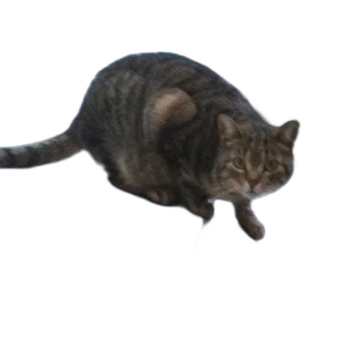 animal, creature, staff, dragon transparent PNG cut-out