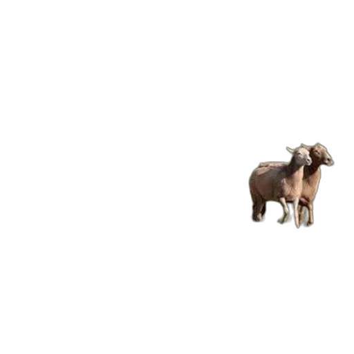 animal, creature, furniture, hair transparent PNG cut-out