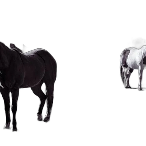 animal, furniture, creature, photorealistic transparent PNG cut-out