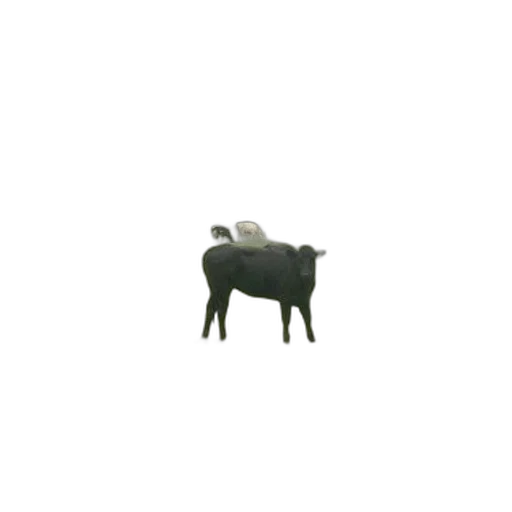 animal, furniture, creature, food transparent PNG cut-out