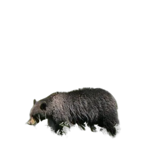 animal, creature, hair, staff transparent PNG cut-out