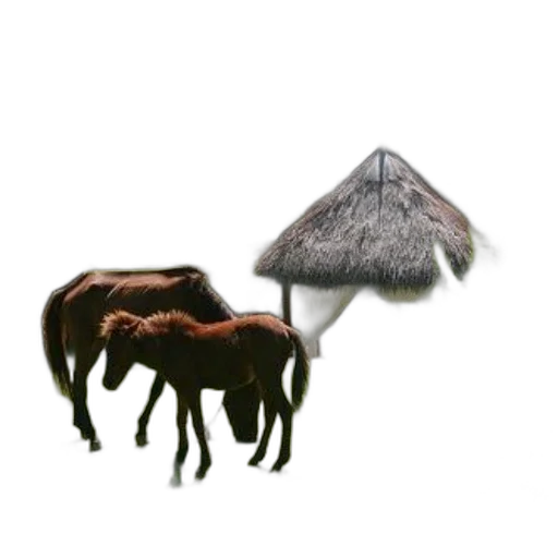 umbrella, animal, hat, creature transparent PNG cut-out