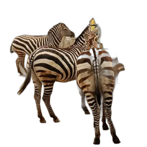 animal, creature, staff, hat transparent PNG cut-out