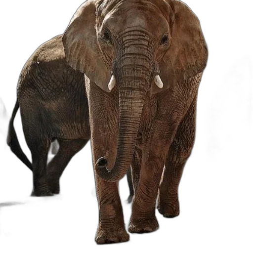 animal, creature, staff, weapon transparent PNG cut-out