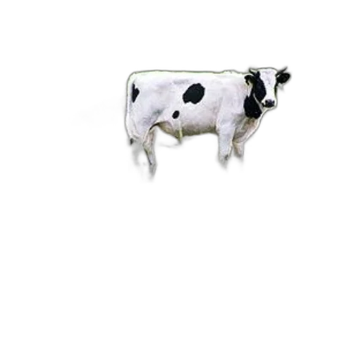 animal, food, robot, jewelry transparent PNG cut-out