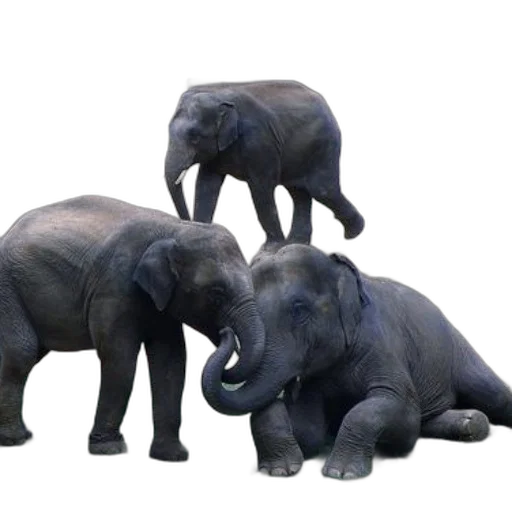 animal, 3d render, concept art, photorealistic transparent PNG cut-out