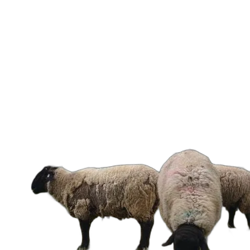 animal, creature, face, 3d render transparent PNG cut-out