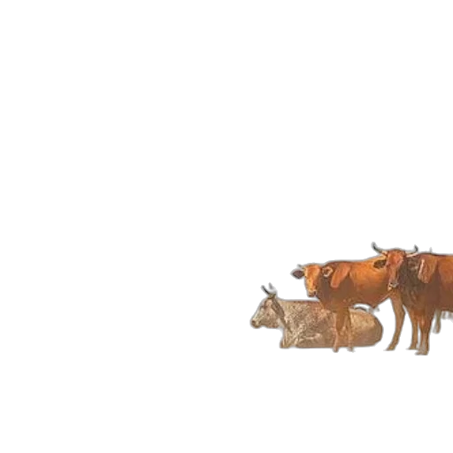 animal, food, crown, creature transparent PNG cut-out