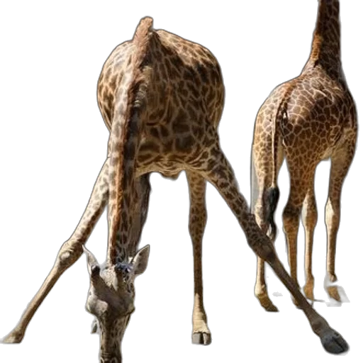 animal, creature, staff, weapon transparent PNG cut-out