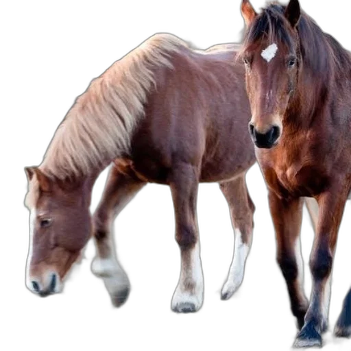 animal, creature, hair, weapon transparent PNG cut-out
