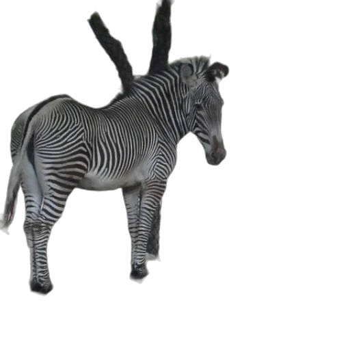 animal, creature, jewelry, staff transparent PNG cut-out