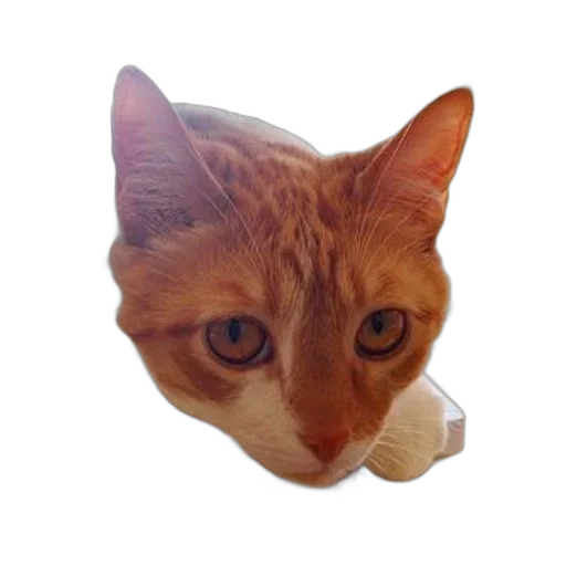 animal, face, staff, creature transparent PNG cut-out