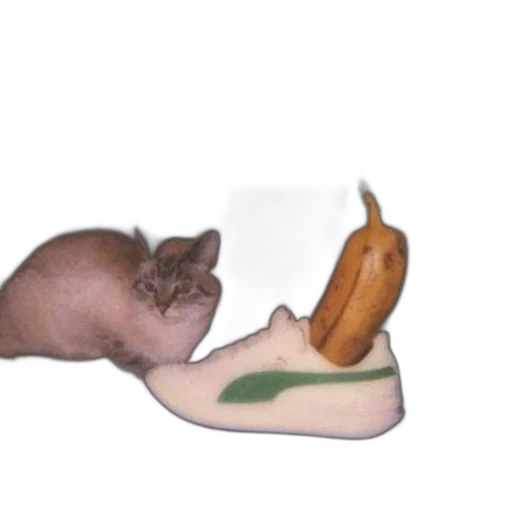 shoes, animal, food, creature transparent PNG cut-out