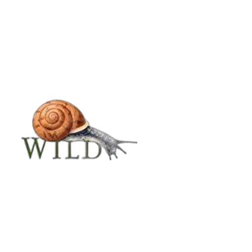 food, animal, hat, jewelry transparent PNG cut-out