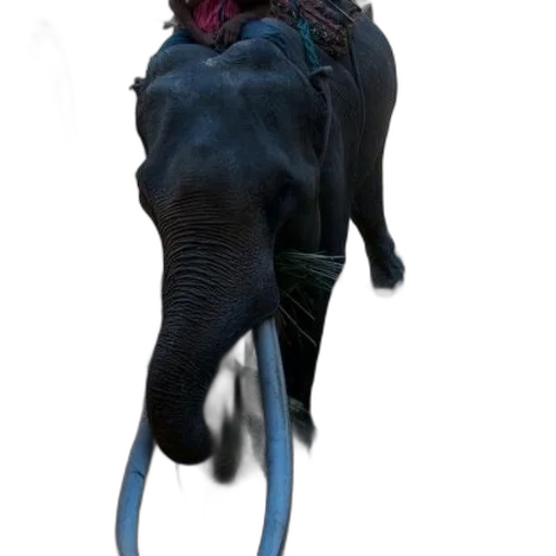 animal, creature, staff, dragon transparent PNG cut-out